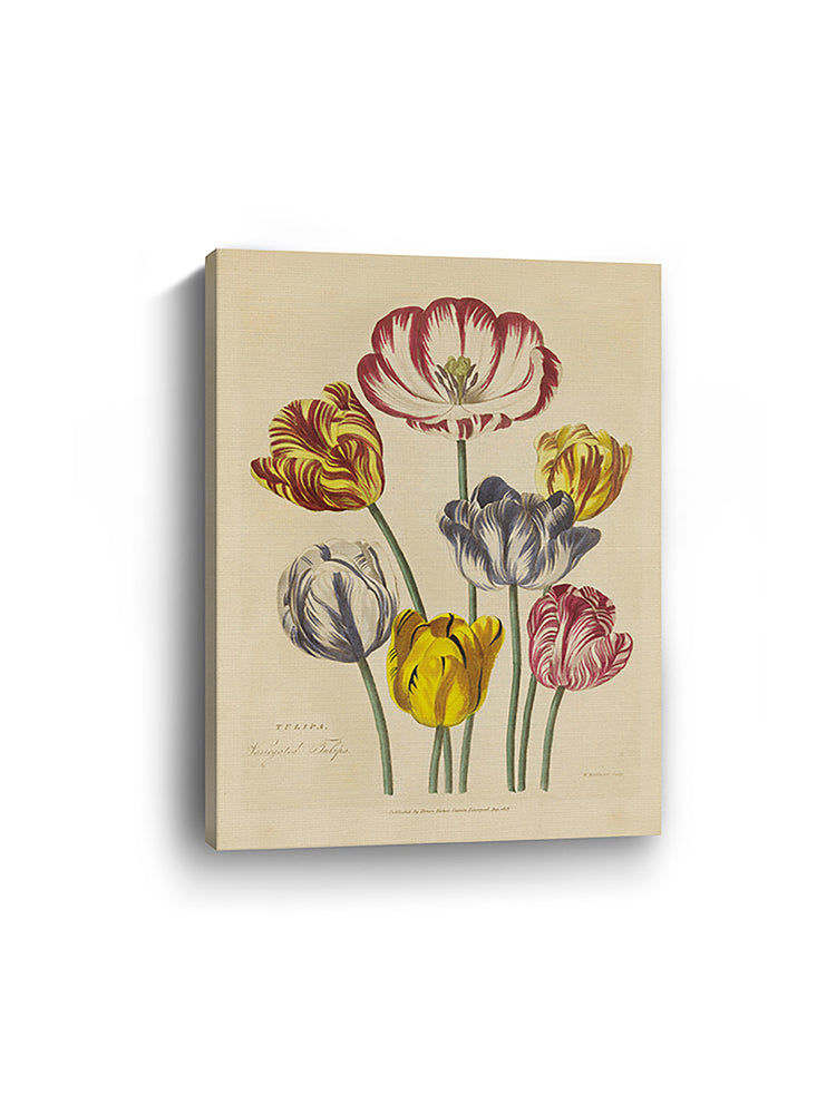 Herbal Botanical XXIII Canvas Art Print