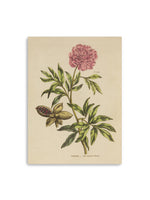 Herbal Botanical XXIV Canvas Art Print