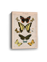 American Butterflies I Canvas Art Print