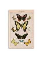 American Butterflies I Canvas Art Print