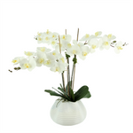 Orchids in a Glass Vase with Moss and Rocks