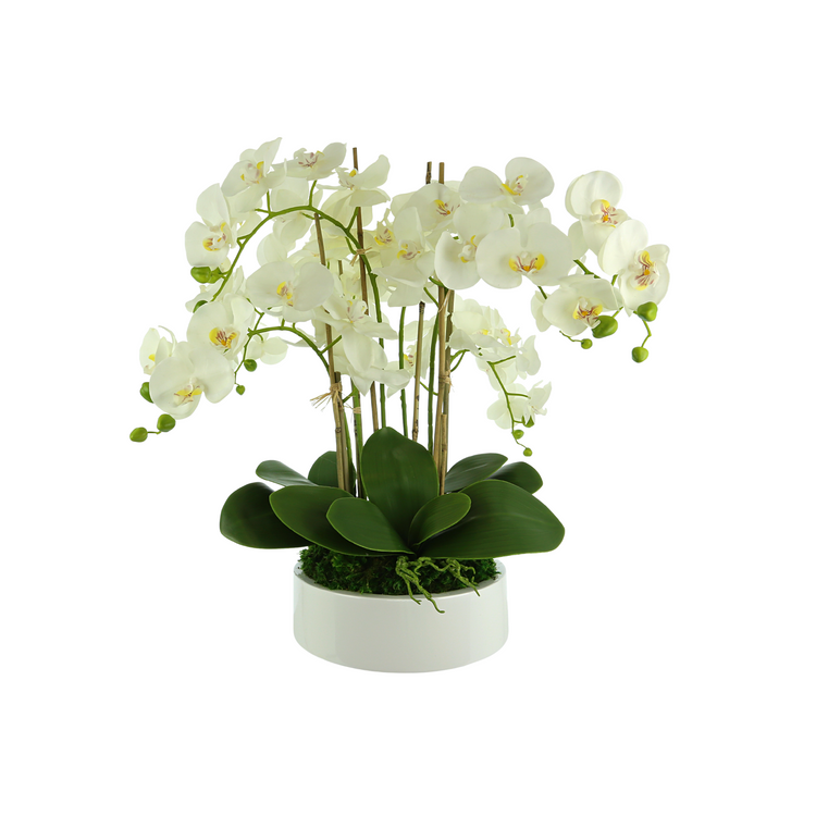 Orchid Arrangement in a Round Planter with Leaves and Moss