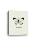 White Butterfly Canvas Art Print