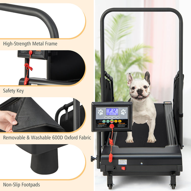 Treadmill Training for Dogs