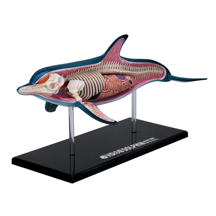 4D Vision Dolphin Anatomy Model